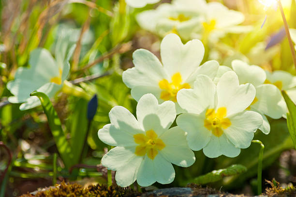 prímulas em março, na luz solar - primrose imagens e fotografias de stock