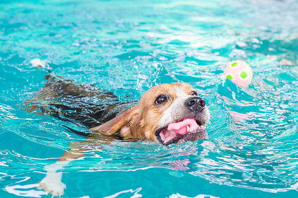 istock Young beagle dog swimming in the pool 511737686