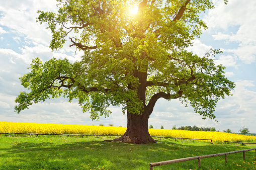 single huge oak tree in canola field in sunlight