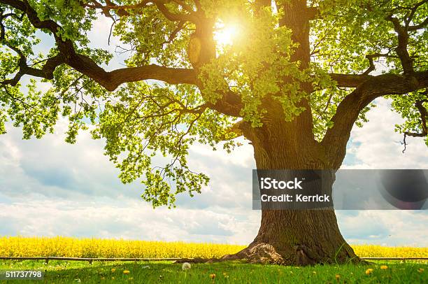 Photo libre de droit de Un Gros Chêne Dans Le Champ De Colza De Lumière Naturelle banque d'images et plus d'images libres de droit de Arbre