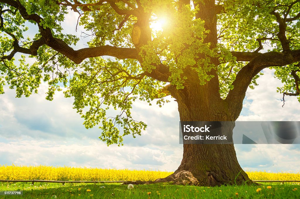 Grande singolo Albero di quercia in un campo di colza in luce solare - Foto stock royalty-free di Albero