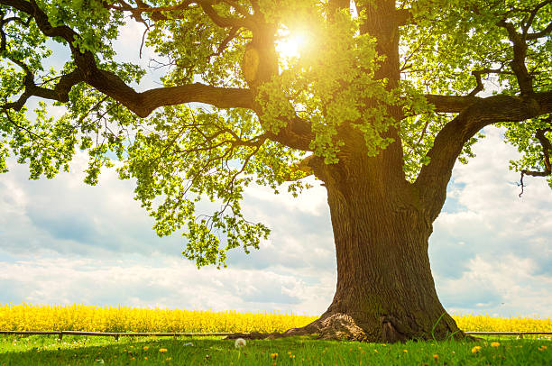 uma grande árvore de carvalho, em campo de canola na luz solar - landscape tree field solitude imagens e fotografias de stock