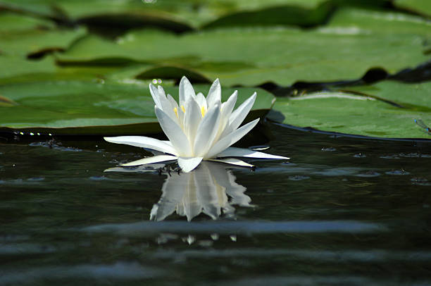 istock White water lily in the Danube delta, Romania 511737838
