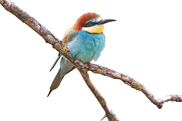 istock Paradise bird on a branch 511737990