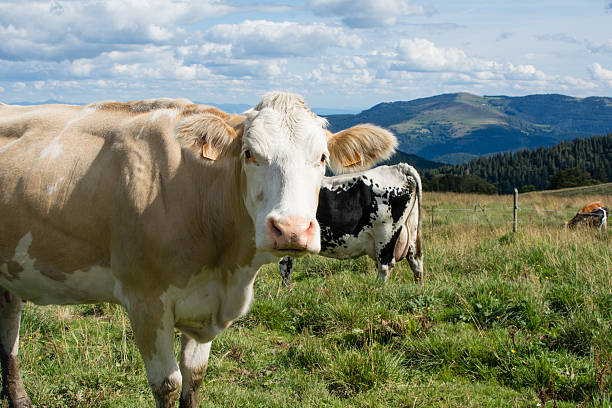 cow grazing in a moutain pasture