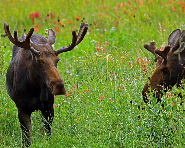 istock Pair of Bull Moose 511738199
