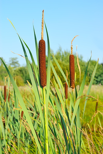 Bulrush plants in the swamp on background  blue sky