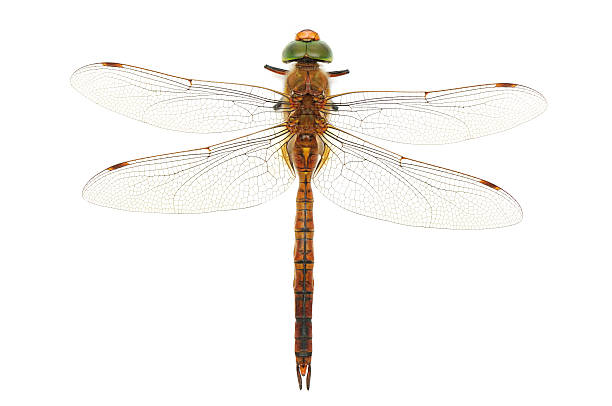 dragonfly dragonfly isolated on a white background dragonfly photos stock pictures, royalty-free photos & images