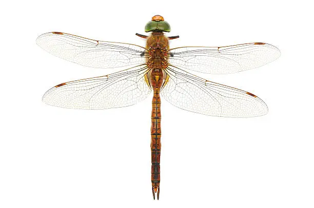 dragonfly isolated on a white background