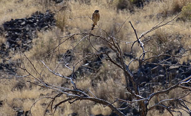 lava couteau falcon - tule lake national wildlife refuge photos et images de collection