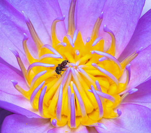 istock lotus pollen in the garden. 511739590