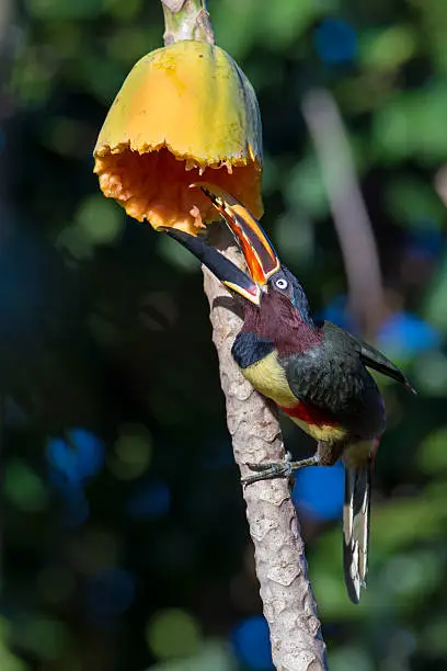 Chestnut-eared Araçari (Pteroglossus castanotis) feeding on a papaya near a lodge in the Pantanal, Matto Grosso State, Brazil. The araçaris are small, colorful toucans with long tails.  This species ranges from Colombia to southern Brazil.