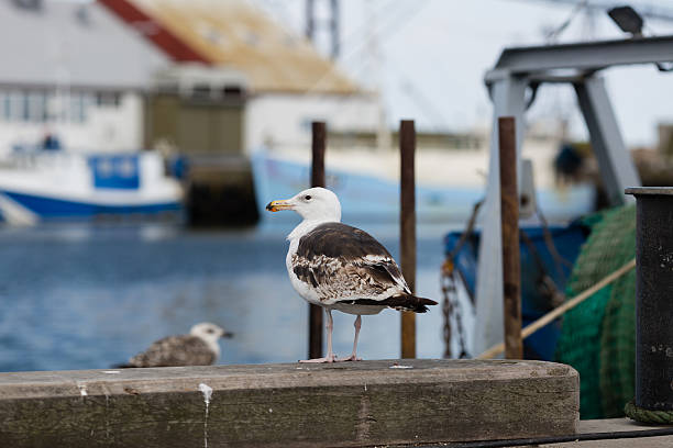 istock Seagull and fishing boat 511740641