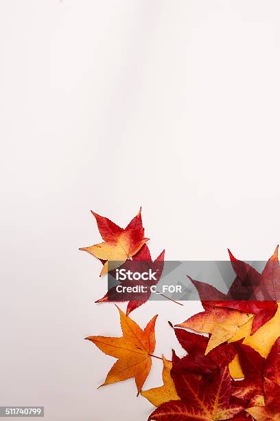 Autumn Leaves On White Background Stock Photo - Download Image Now - Autumn, Autumn Leaf Color, Backgrounds