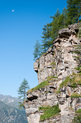Cliff with pine tree - Tirol in Austria