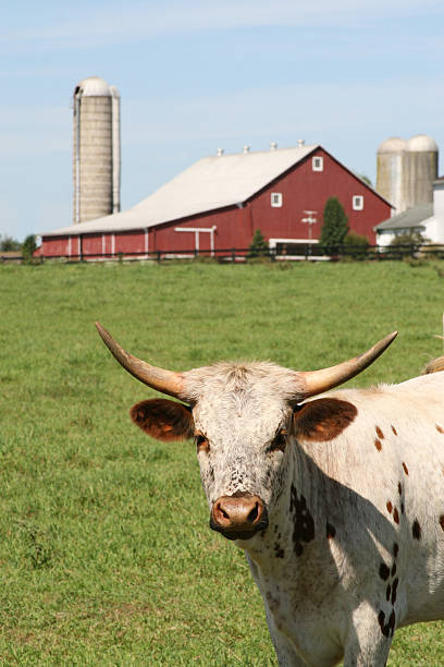 ヘレフォード牛のの前、酪農場 - field hereford cattle domestic cattle usa ストックフォトと画像