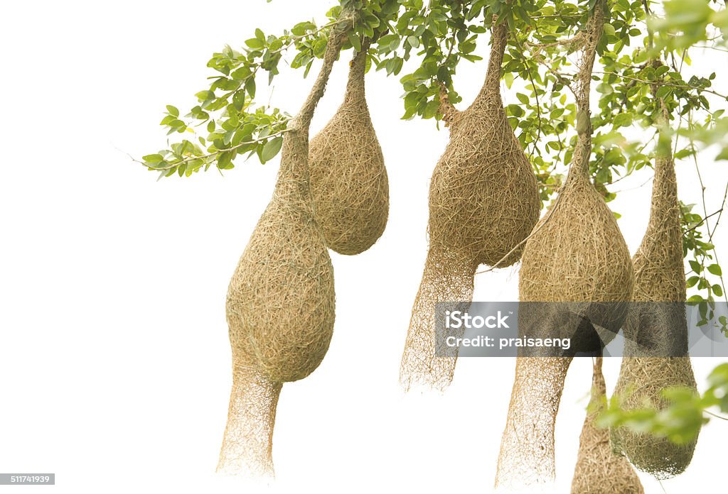 Baya weaver bird nest at a branch of the tree Animal Stock Photo