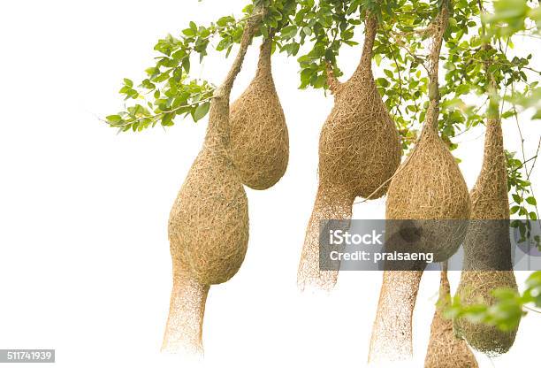 Baya Weaver Bird Nest At A Branch Of The Tree Stock Photo - Download Image Now - Animal, Animal Nest, Animal Wildlife