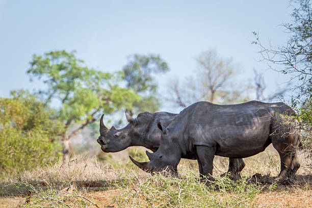 istock Southern white rhinoceros in Kruger National park 511742694