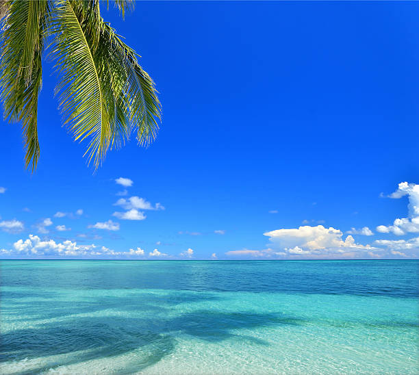 istock Beautiful tropical seascape and palm tree leafs 511743361