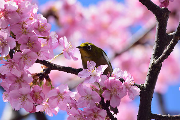 istock Japanese White Eye on a Pink Cherry Blossom Tree 511743420