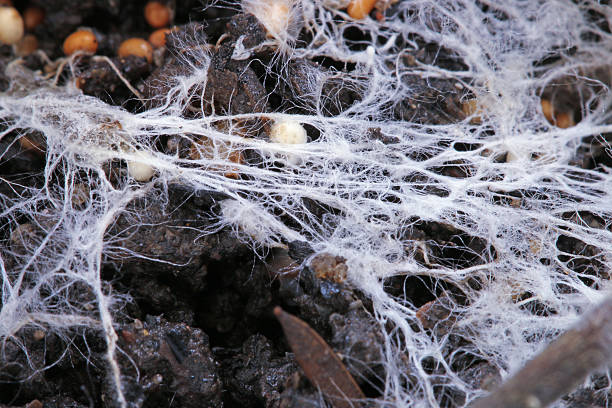 The fibers of the white fungus The fibers of the white fungus hypha stock pictures, royalty-free photos & images
