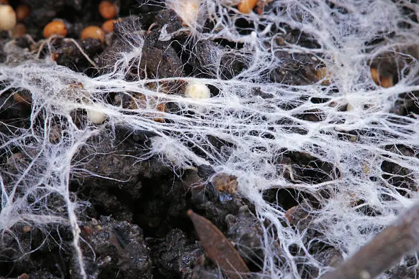 The fibers of the white fungus