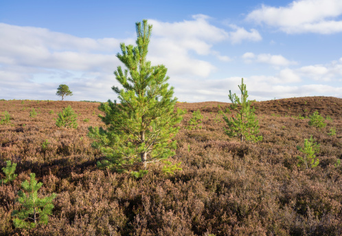 Christmas trees naturally regenerating among heather growing in Scotland's countryside.