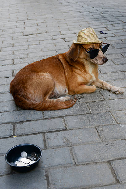 istock Poor dog alms at Havana 511743986