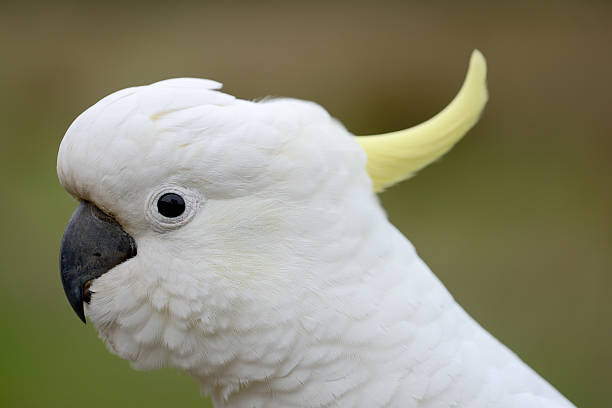 istock Sulphur-Crested Cockatoo 511744183