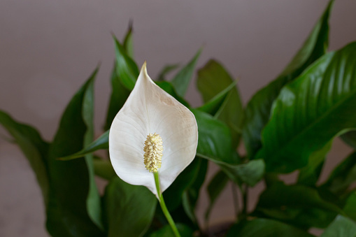 White spathiphyllum with green leaves in blossom