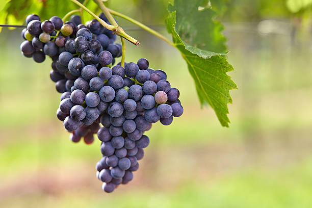 istock Branch of red wine grapes 511744289