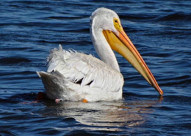 oeil du pelican - tule lake national wildlife refuge photos et images de collection