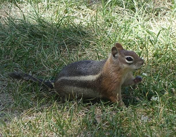 Chipmunk stock photo