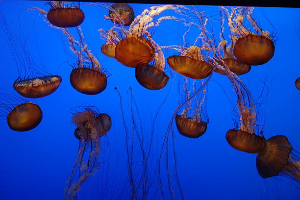 Jellyfish stock photo