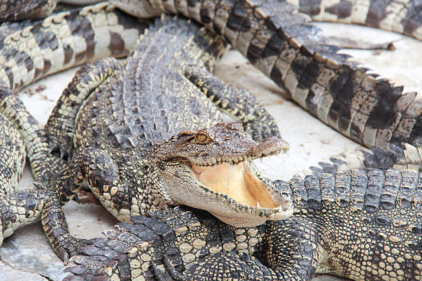 istock face of crocodile 511744481