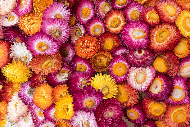 istock colorful paper daisy flower 511744976