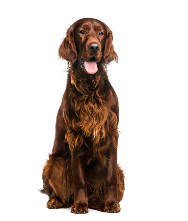 Irish Setter (2years old) in front of a white background