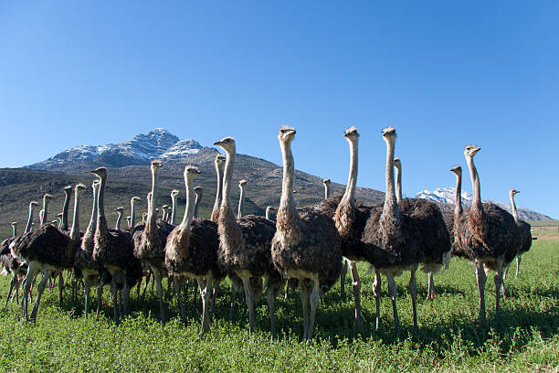 avestruces en el distrito oudtshoorn en el sur de áfrica 2 - the karoo fotografías e imágenes de stock