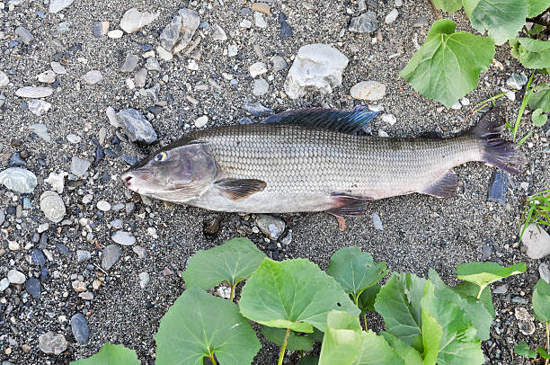 istock The European grayling. 511745083