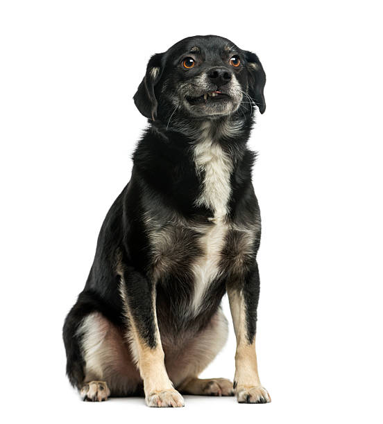 istock Mixed-breed (5 years old) in front of a white background 511745166