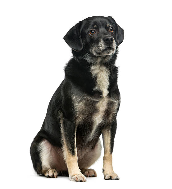 istock Mixed-breed (5 years old) in front of a white background 511745220