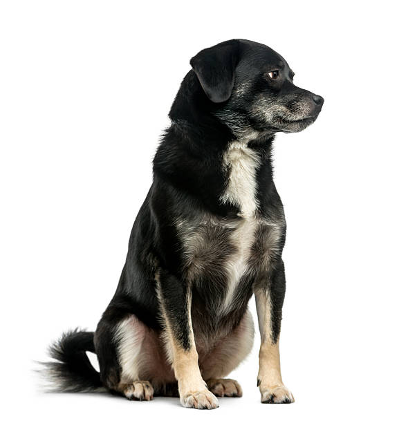 istock Mixed-breed (5 years old) in front of a white background 511745274