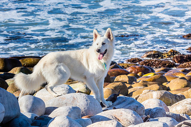 White German Shepherd dog at the beach with a ribbon round his neck and ears perched, or also known as an Alsation.