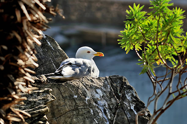 Photo of adult seagull larus sits on the rock