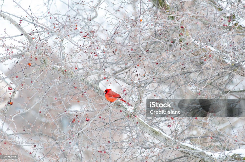 Rouge Cardinal en hiver - Photo de Neige libre de droits