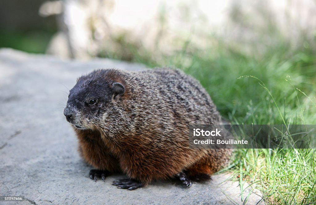 Groundhog Groundhog on a rock. Animal Stock Photo