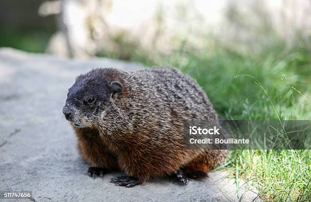 Groundhog Stock Photo - Download Image Now - Animal, Close-up, Day