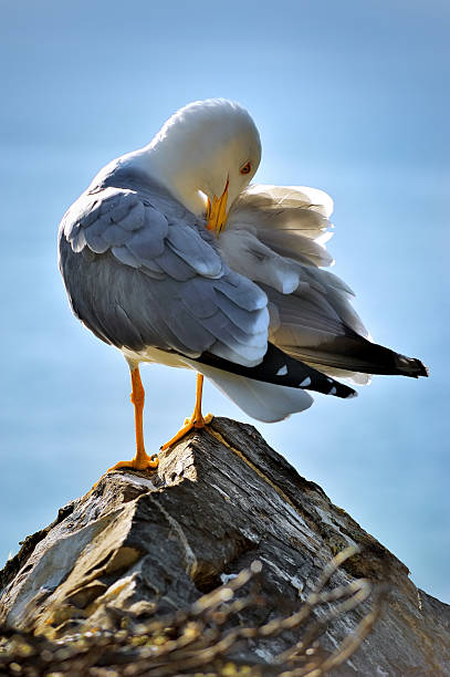 Photo of cleans feather seagull on the rock