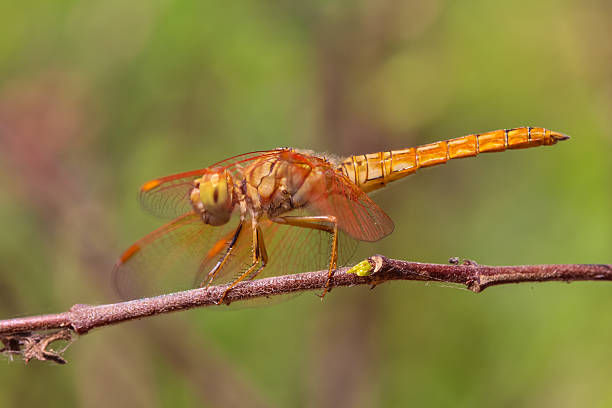 istock Dragonfly in the garden. 511748118